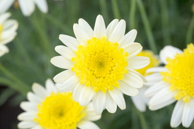 Close-up of daisy flowers