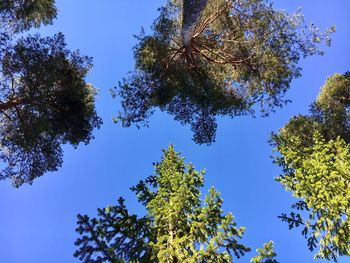 Low angle view of trees against blue sky