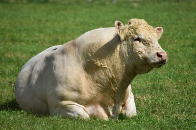 Cow relaxing on field