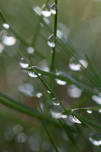 Close-up of water drops on grass