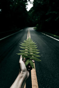Close-up of hand holding leaf on road