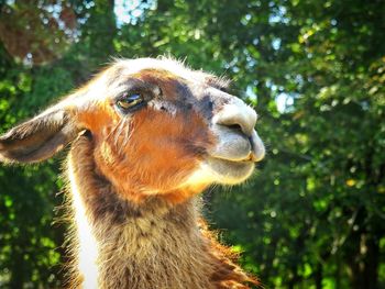 Close-up of an llama