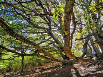 Trees growing in forest