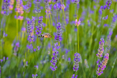 Close-up of bee pollinating on purple flowering plant