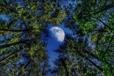 Low angle view of trees against sky