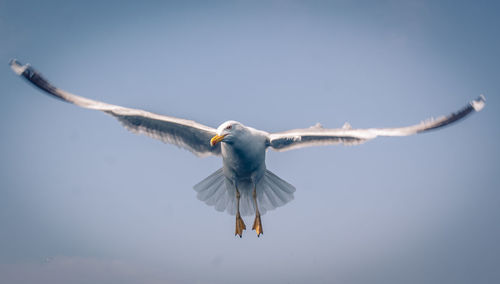 Low angle view of bird flying against clear sky