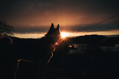 Silhouette cat against sky during sunset