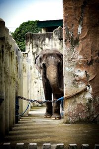 Elephant standing by stream against sky