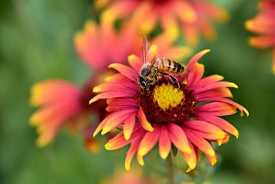 Close-up of bee on flower