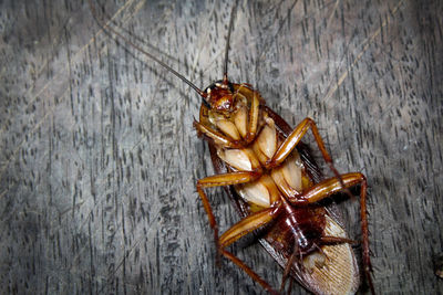 High angle view of insect on table