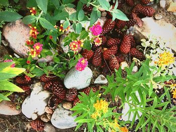 High angle view of mushrooms growing outdoors