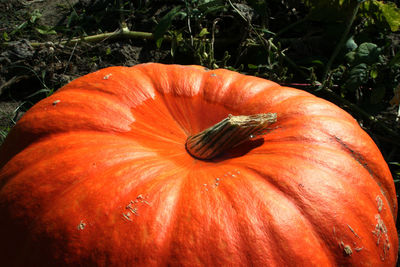 Close-up of pumpkins