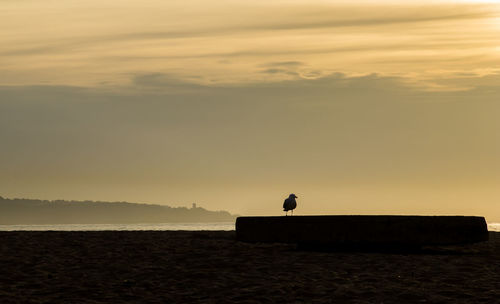 Silhouette of seagull at sunset
