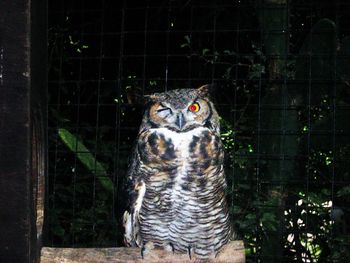 Portrait of owl in zoo