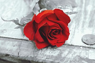 Close-up of red rose
