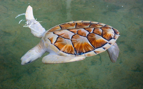 High angle view of fish swimming in sea