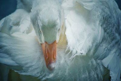 High angle view of bird swimming in water