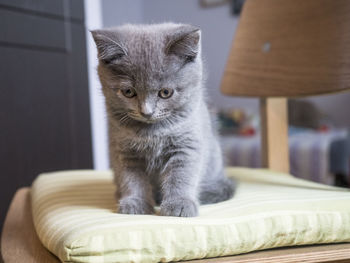 Close-up of kitten sitting on chair