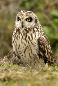 Close-up portrait of owl on field