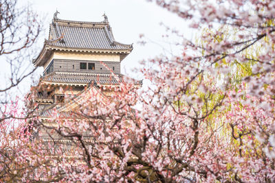 Low angle view of pink flowering tree against building