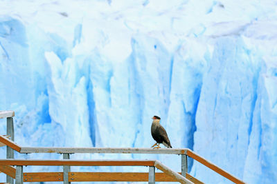 Bird perching on a snow