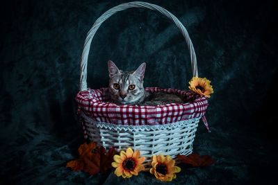 Portrait of cat in basket