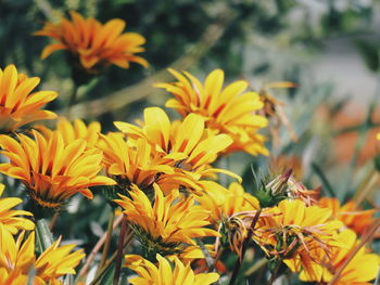 Close-up of yellow flowering plants