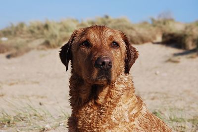 Close-up portrait of a dog