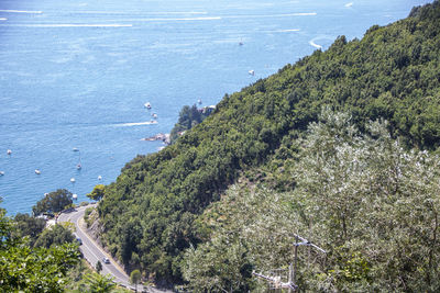 High angle view of trees on beach