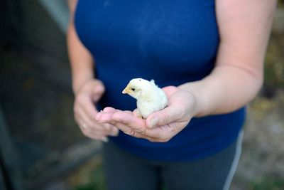 Midsection of woman holding baby chicken