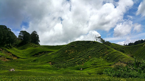 Panoramic view of agricultural field against sky