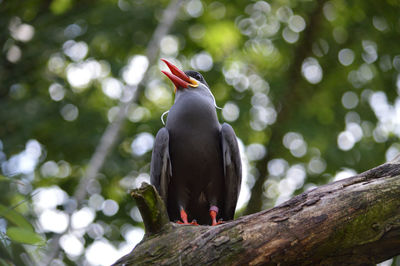 Close-up of bird perching on branch