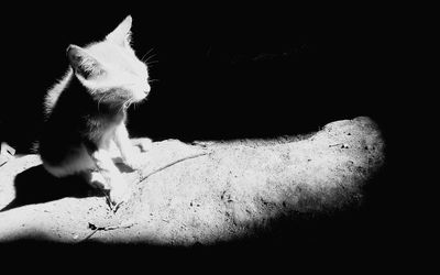 Close-up of cat against black background