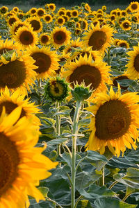 Close-up of sunflower blooming on field