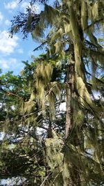 Low angle view of trees against sky