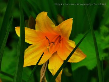 Close-up of orange lily on plant