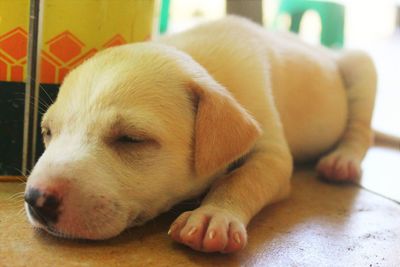 Close-up of dog sleeping