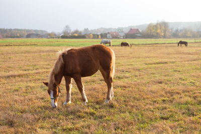 Horses in a field