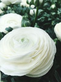 Close-up of white rose