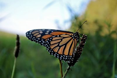 Close-up of butterfly pollinating flower