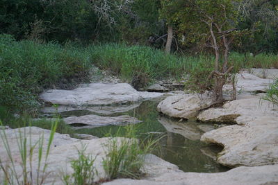 Stream in forest