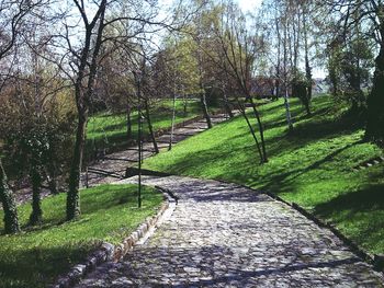 Narrow pathway along trees