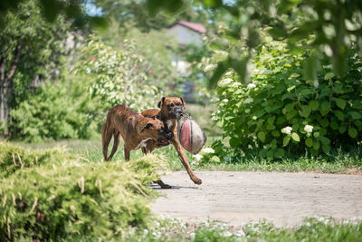 Two beautiful boxer dogs playing with old ball in the summer garden