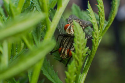 Close-up of insect on plant