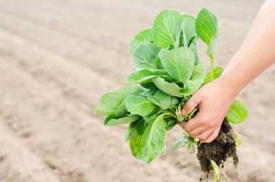 The farmer is holding cabbage seedlings ready for planting in the field. farming, agriculture