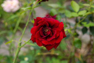 Close-up of red rose