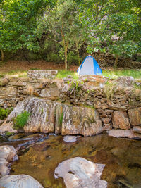 Stream flowing through rocks in forest