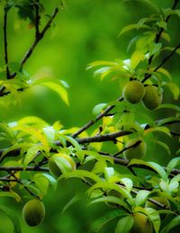 Close-up of fruits on tree