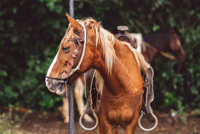 Horse standing in ranch