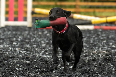 Black dog looking away